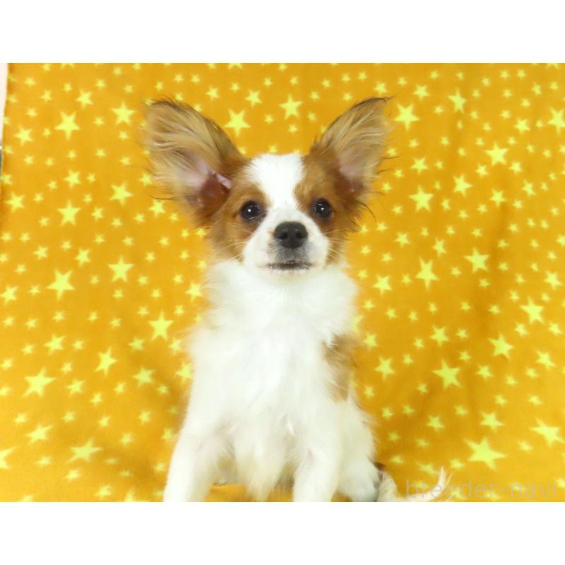 成約済の千葉県のパピヨン-422784の3枚目