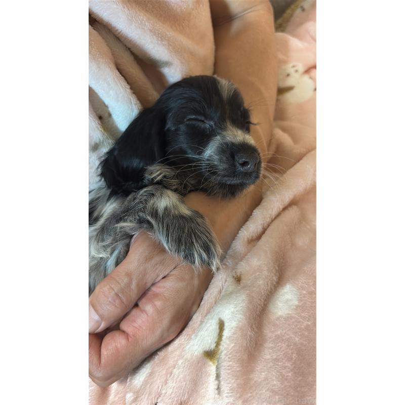 成約済の佐賀県のイングリッシュコッカースパニエル-446261の4枚目