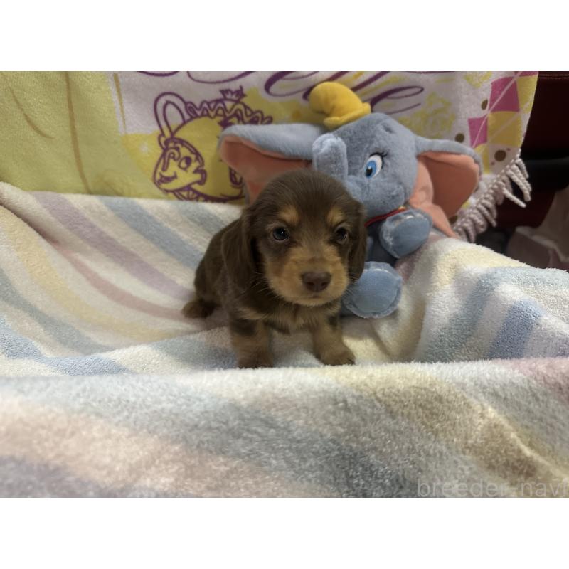 成約済の熊本県のミニチュアダックスフンド(ロングヘアード)-442338の6枚目