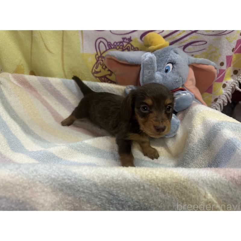 成約済の熊本県のミニチュアダックスフンド(ロングヘアード)-442338の5枚目