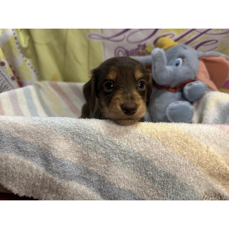 成約済の熊本県のミニチュアダックスフンド(ロングヘアード)-442338の4枚目