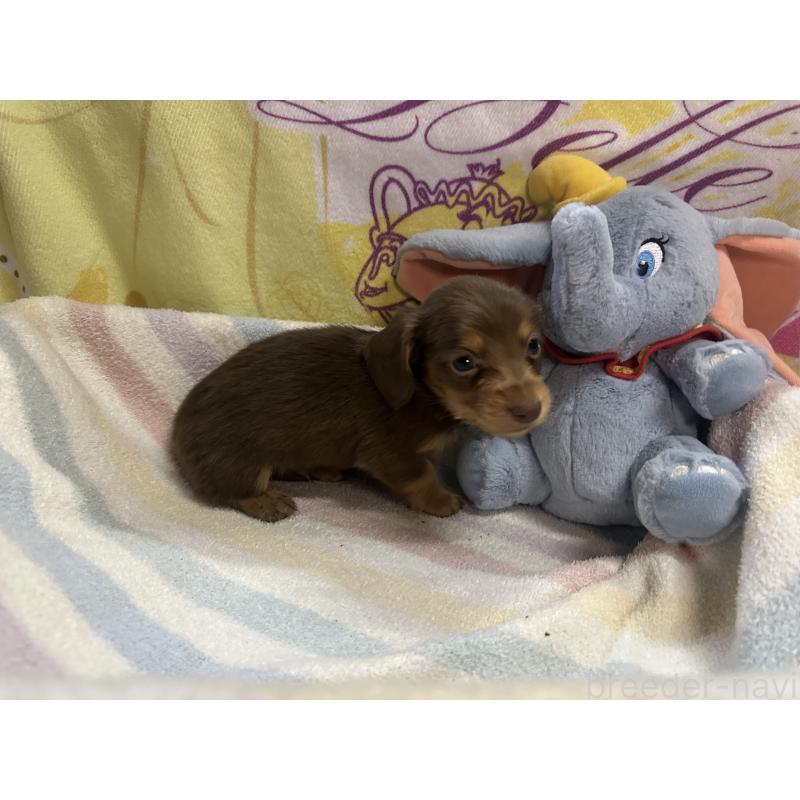 成約済の熊本県のミニチュアダックスフンド(ロングヘアード)-442338の3枚目