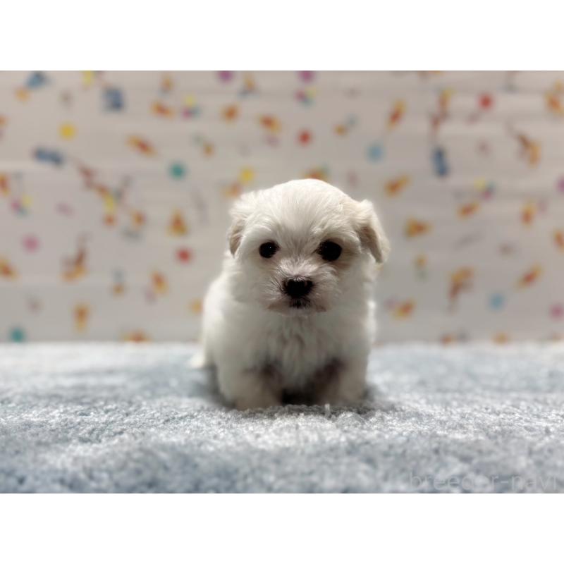 成約済の東京都のマルチーズ-444417の7枚目