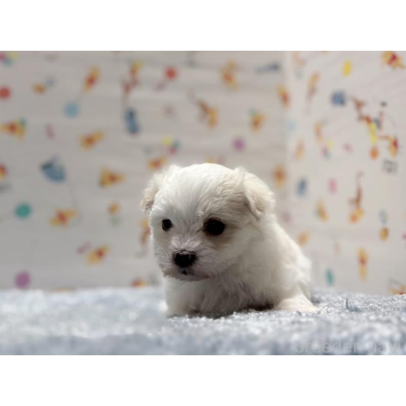 成約済の東京都のマルチーズ-444417の6枚目