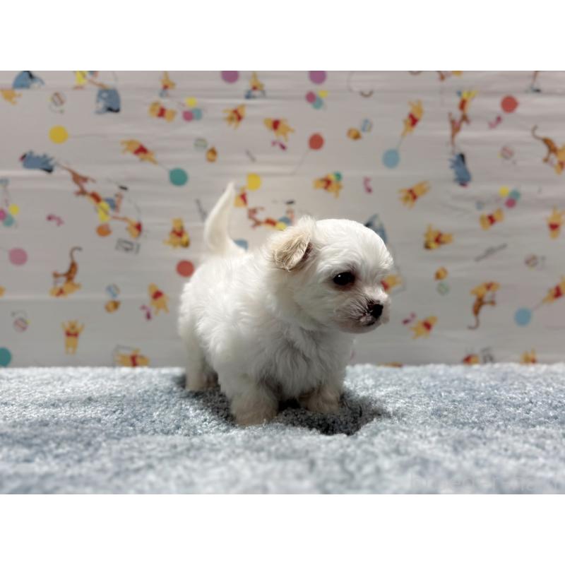 成約済の東京都のマルチーズ-444417の5枚目