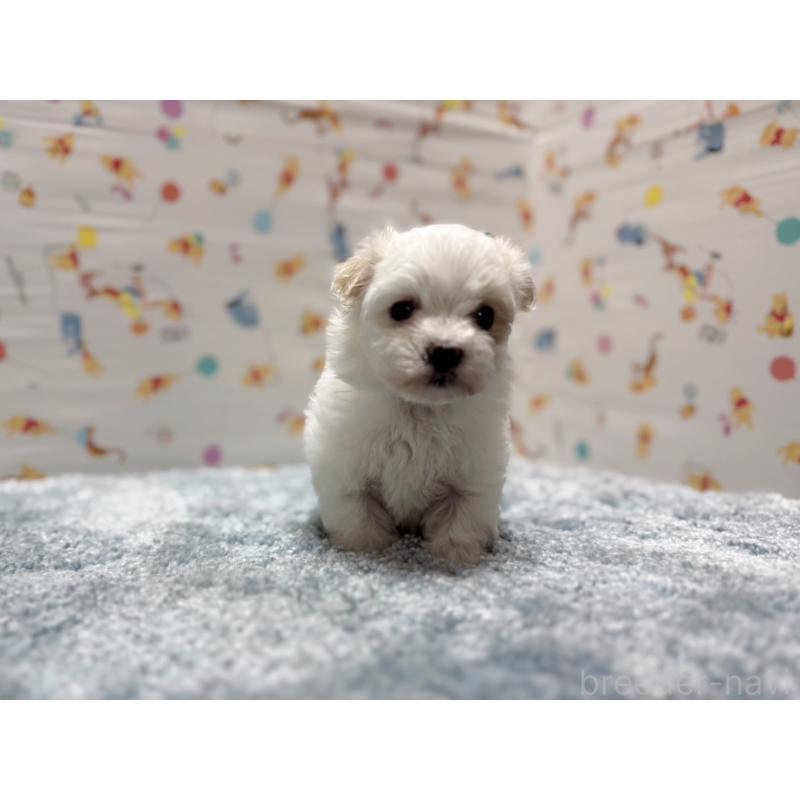 成約済の東京都のマルチーズ-444417の4枚目