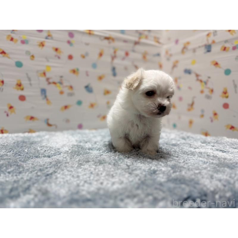 成約済の東京都のマルチーズ-444417の2枚目