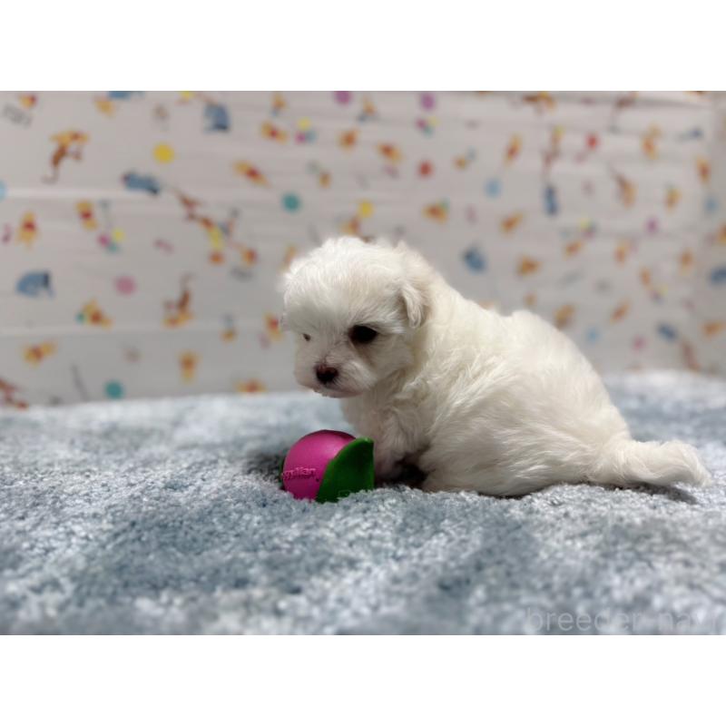 成約済の東京都のマルチーズ-444419の11枚目