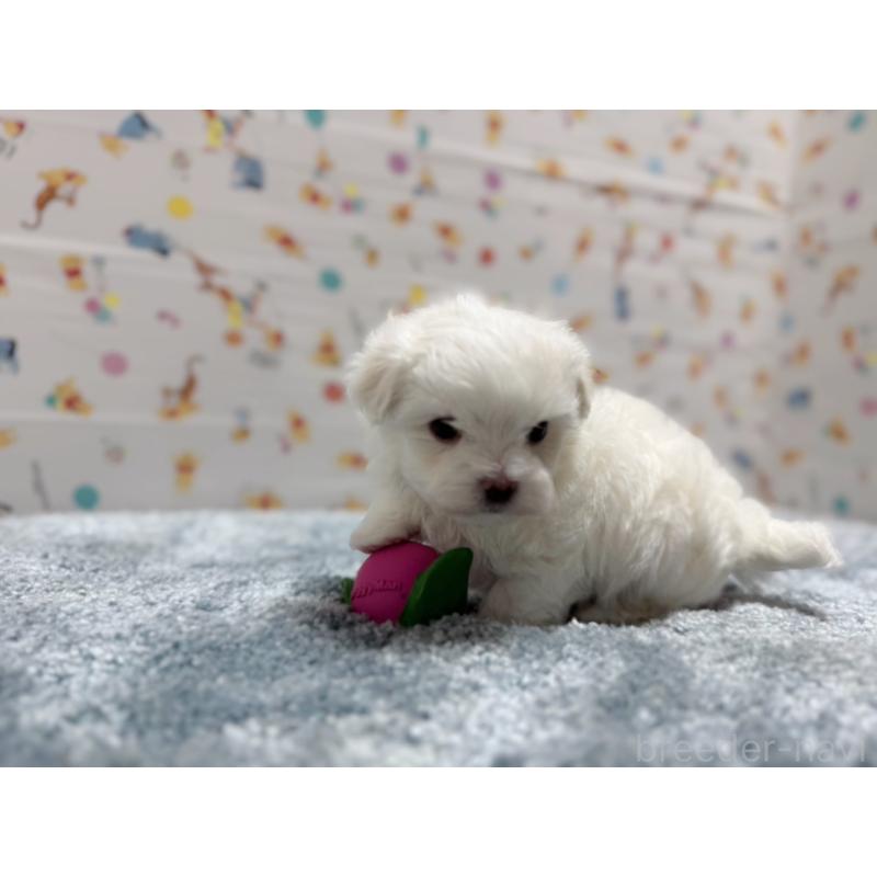 成約済の東京都のマルチーズ-444419の10枚目