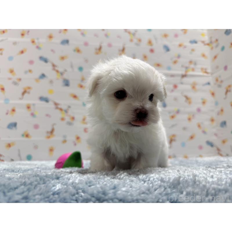 成約済の東京都のマルチーズ-444419の9枚目