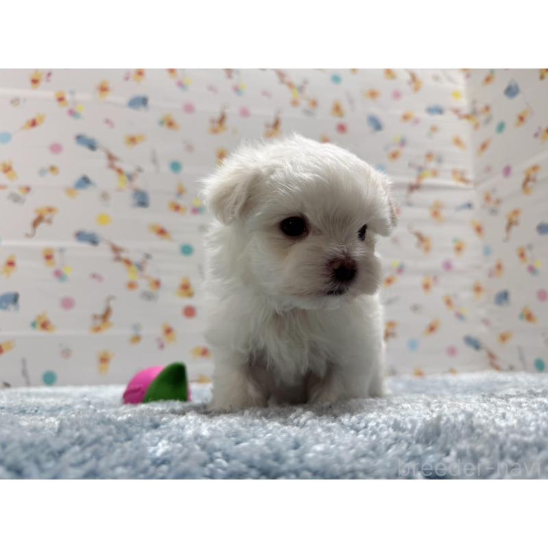 成約済の東京都のマルチーズ-444419の8枚目