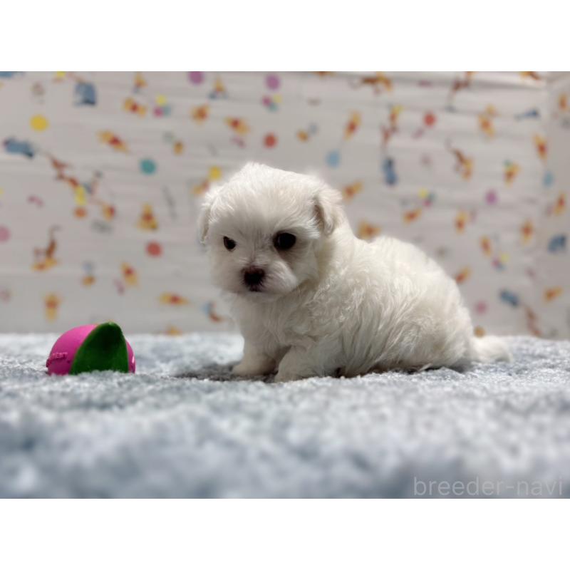 成約済の東京都のマルチーズ-444419の7枚目