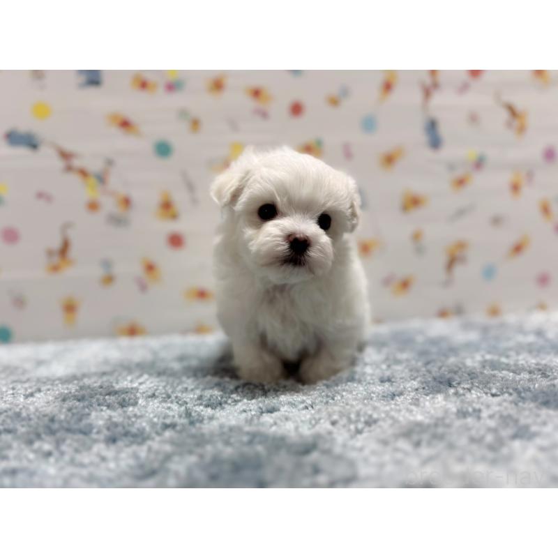 成約済の東京都のマルチーズ-444419の6枚目