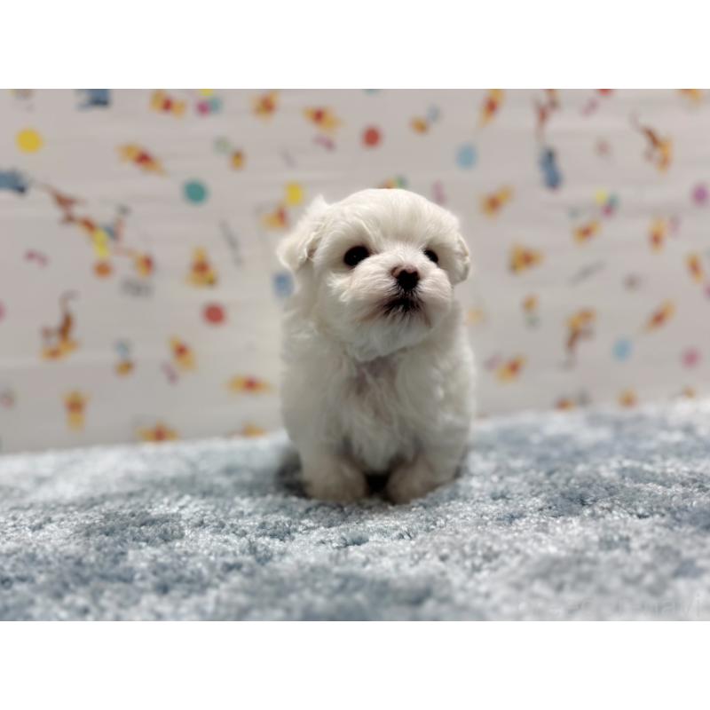 成約済の東京都のマルチーズ-444419の5枚目