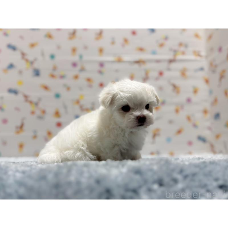 成約済の東京都のマルチーズ-444419の4枚目