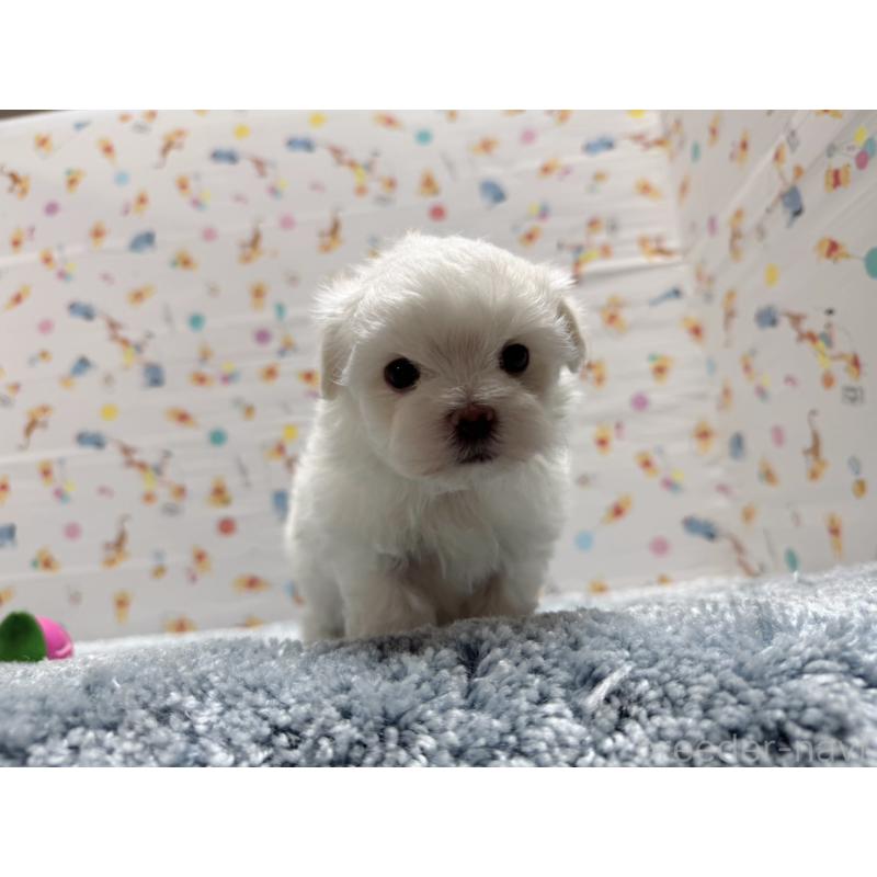 成約済の東京都のマルチーズ-444419の3枚目