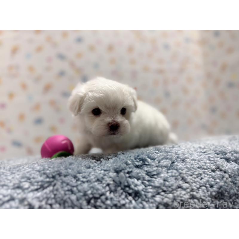 成約済の東京都のマルチーズ-444419の2枚目