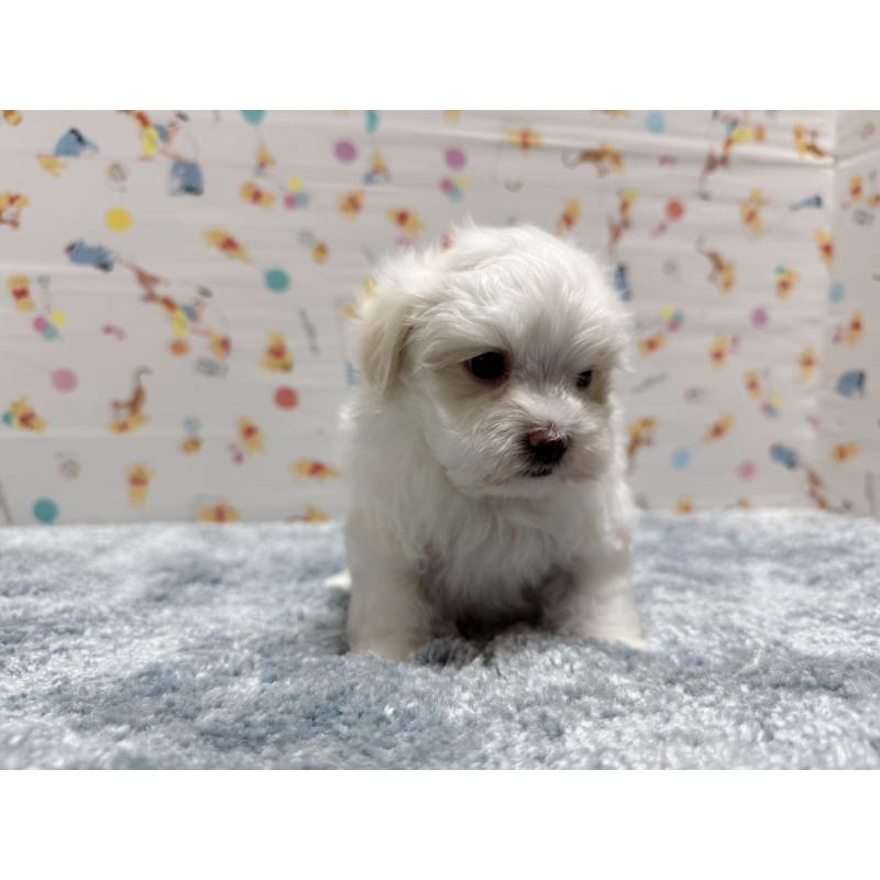 成約済の東京都のマルチーズ-444418の7枚目