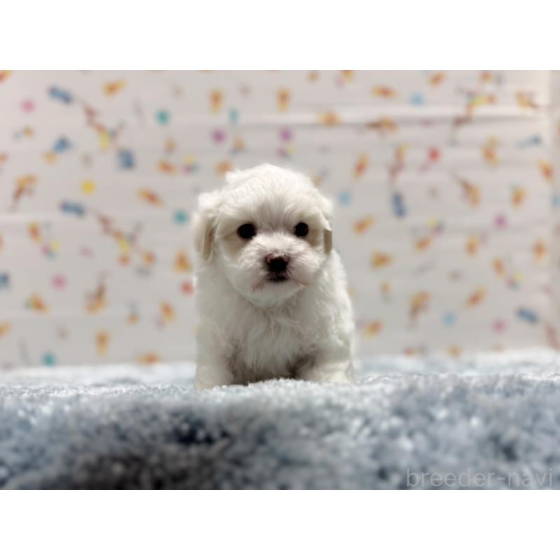 成約済の東京都のマルチーズ-444418の6枚目