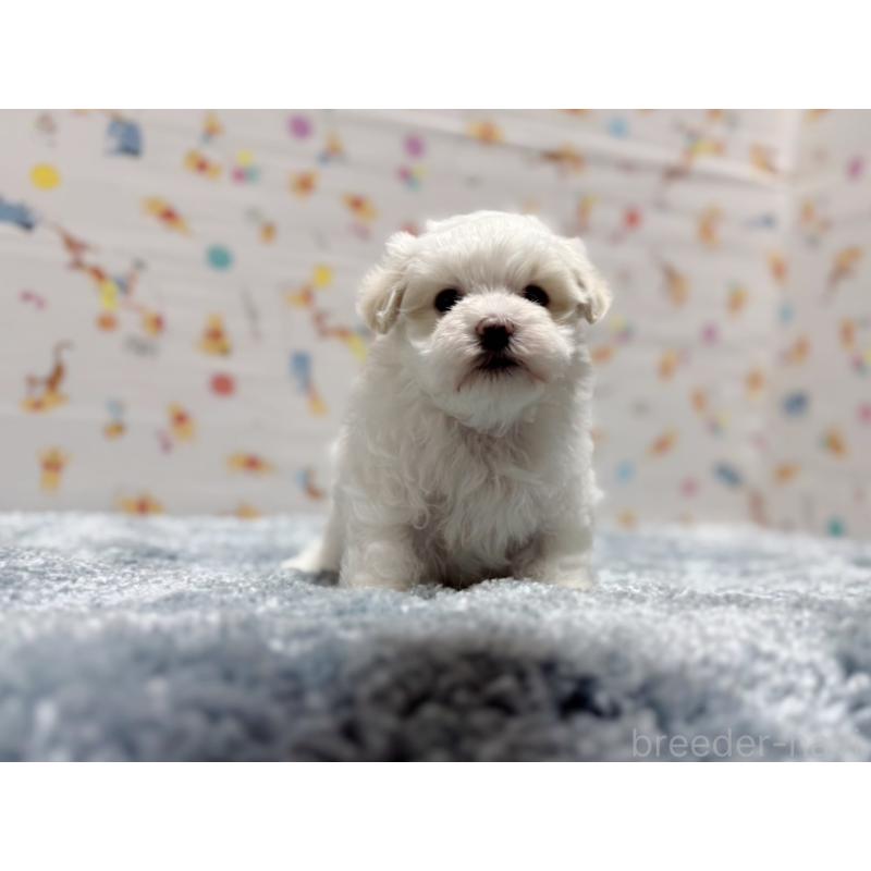 成約済の東京都のマルチーズ-444418の5枚目