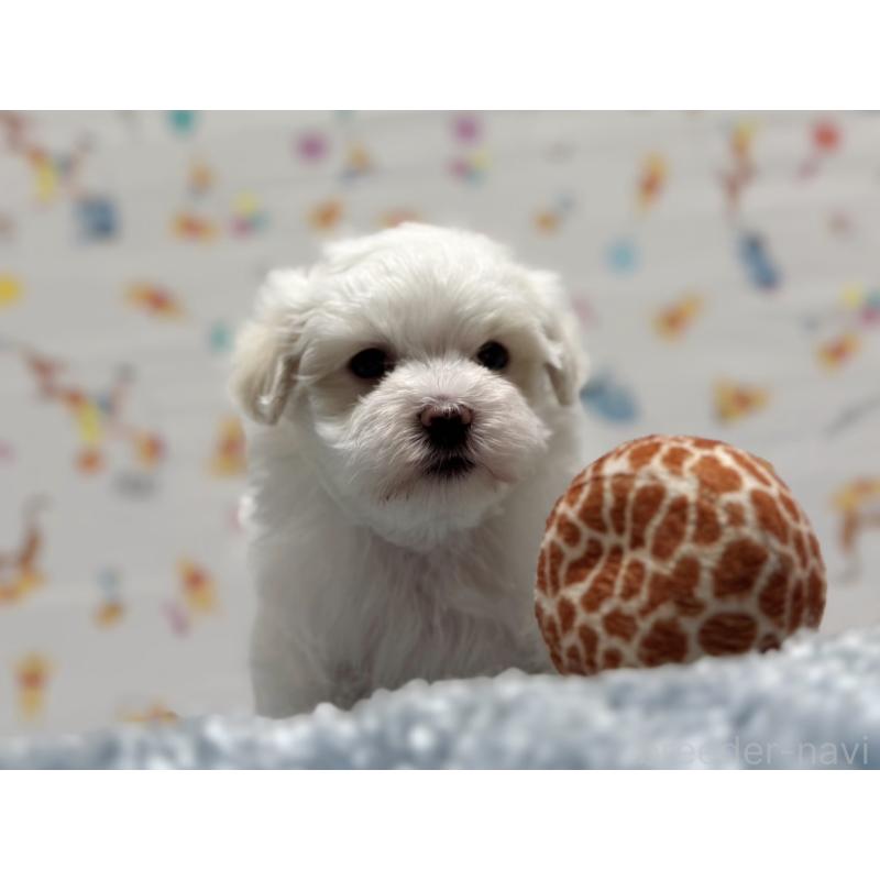 成約済の東京都のマルチーズ-444418の4枚目