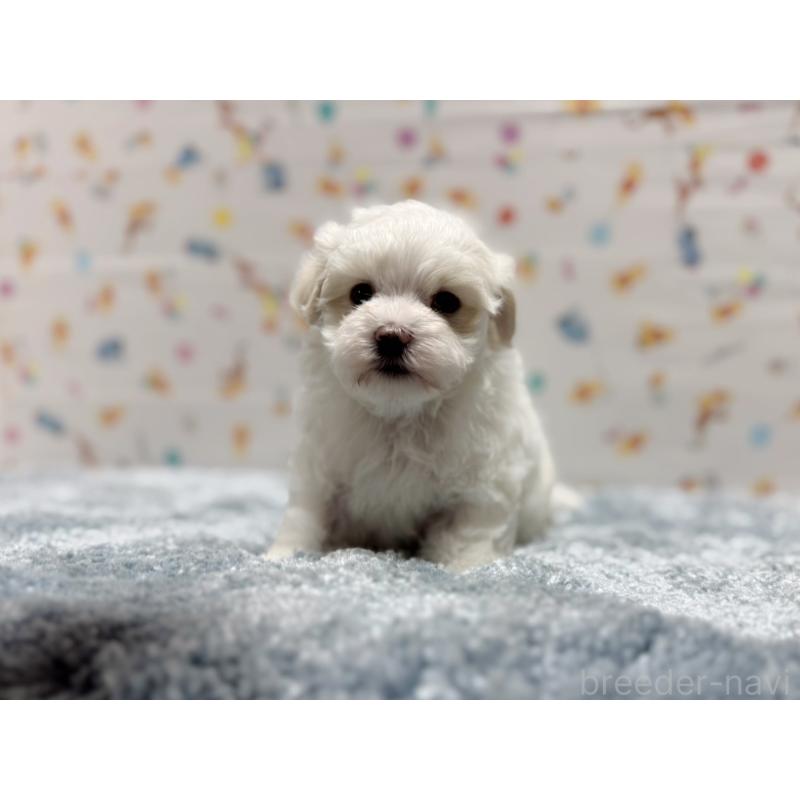 成約済の東京都のマルチーズ-444418の3枚目