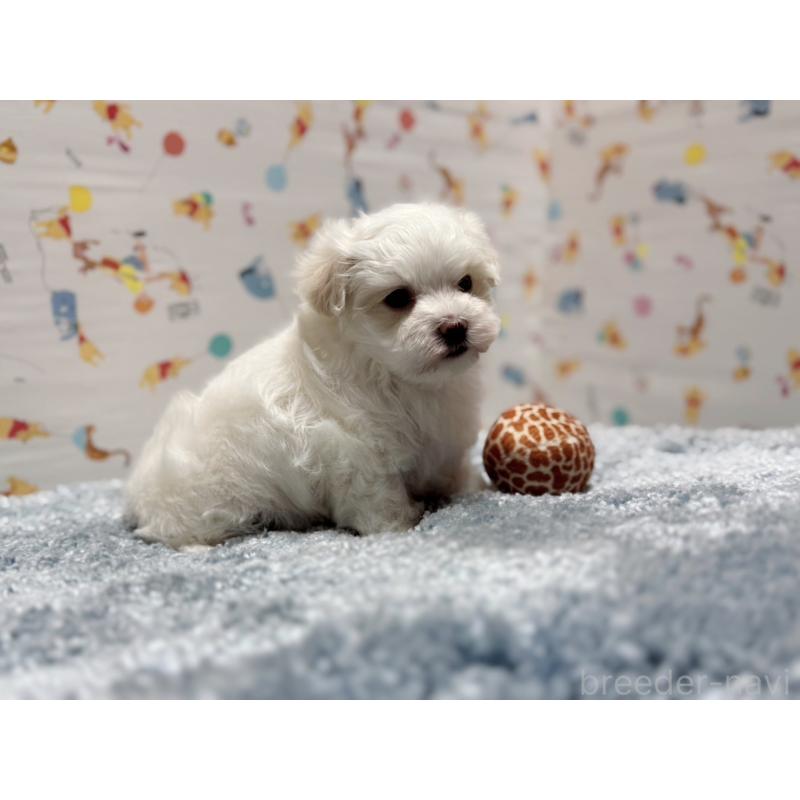 成約済の東京都のマルチーズ-444418の2枚目