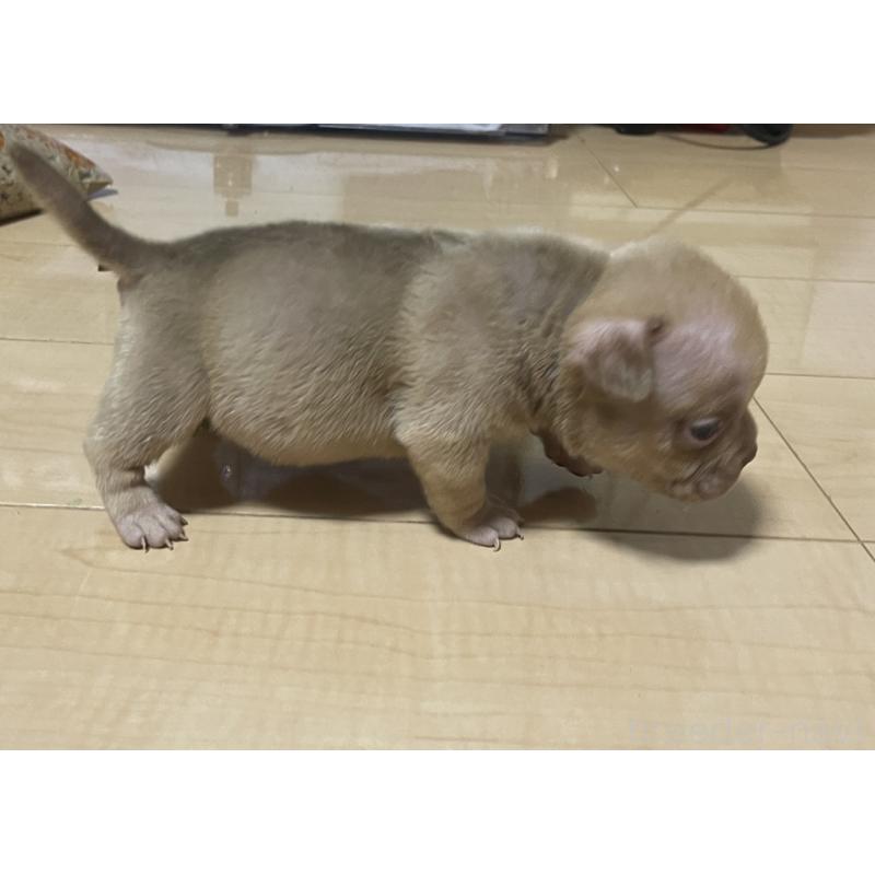 販売中の茨城県のエキゾチックブリー-442463の5枚目