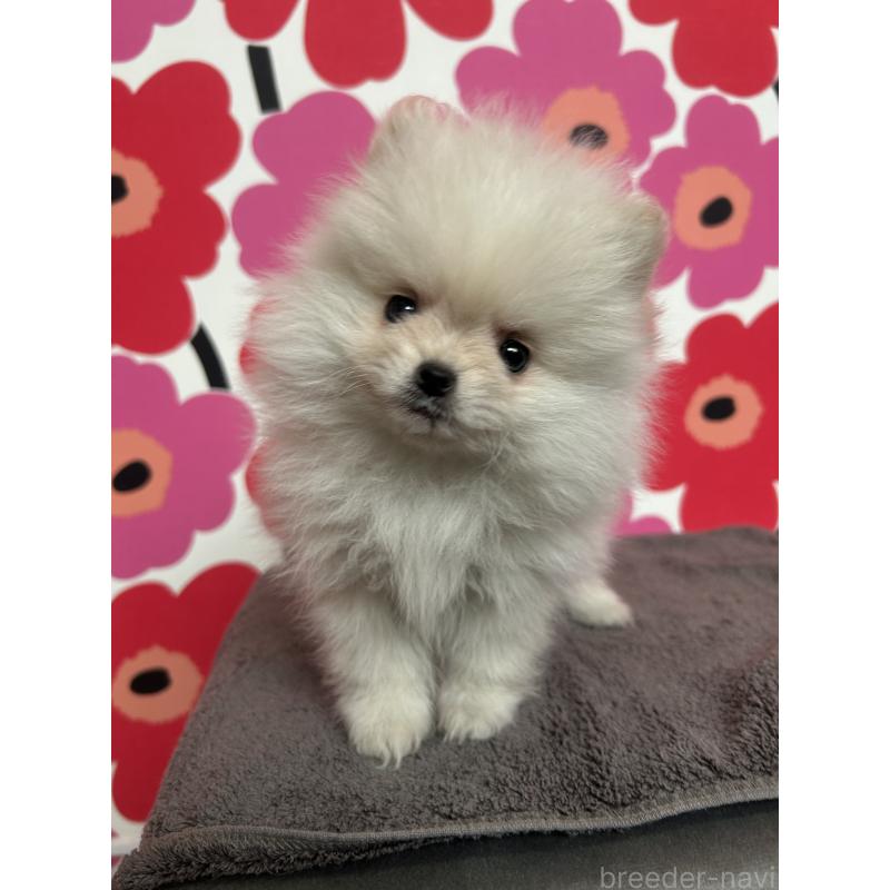 犬舎紹介の新潟県の犬舎紹介-5419の2枚目