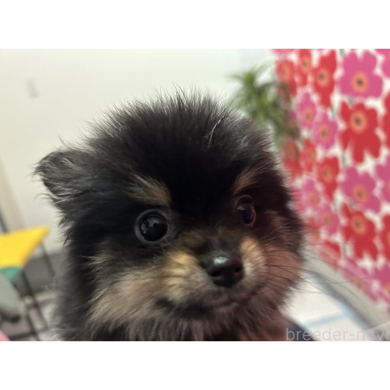 犬舎紹介の新潟県の犬舎紹介-5419の4枚目