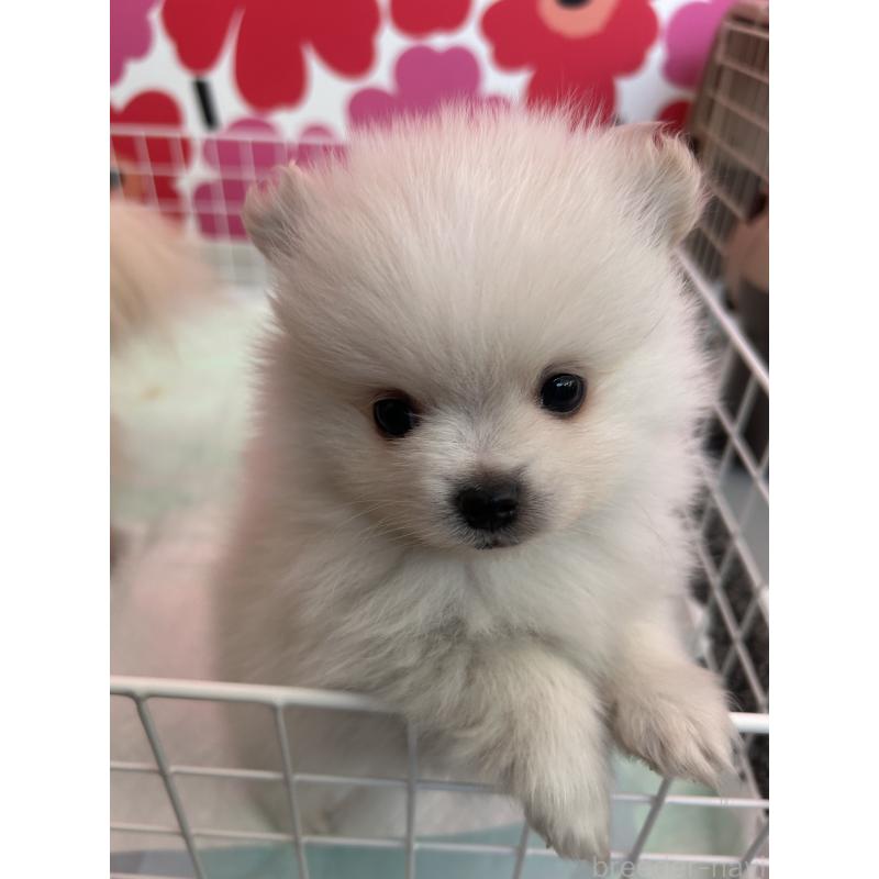 犬舎紹介の新潟県の犬舎紹介-5419の5枚目