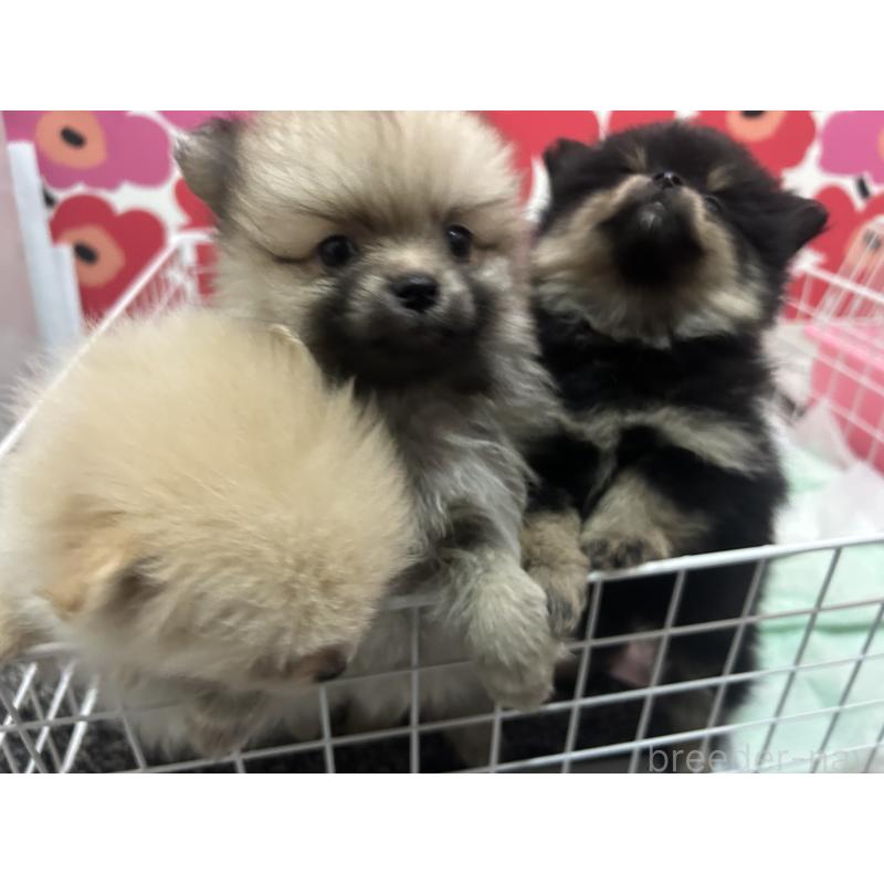 犬舎紹介の新潟県の犬舎紹介-5419の3枚目