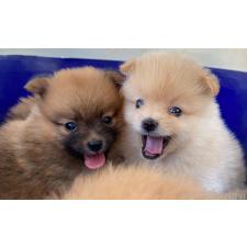 島垣 武央ブリーダー