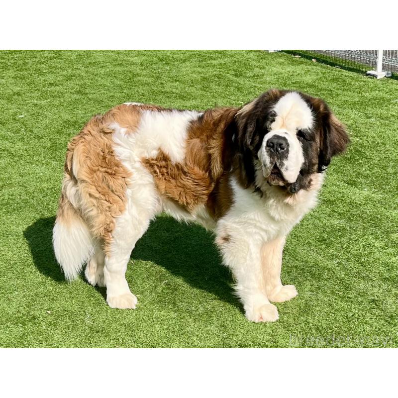 犬舎紹介の茨城県の犬舎紹介-5338の2枚目