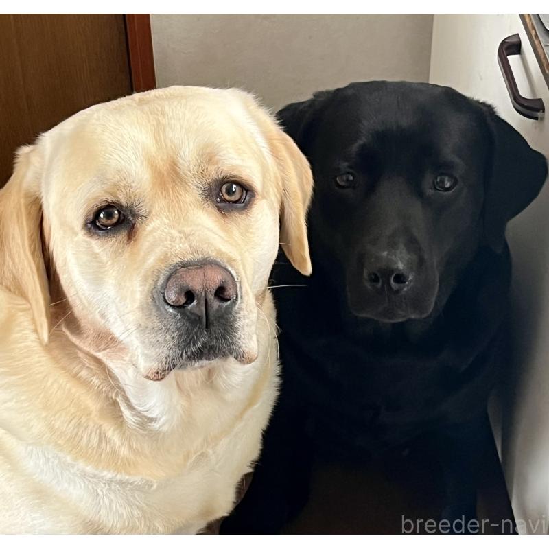 犬舎紹介の茨城県の犬舎紹介-5338の3枚目