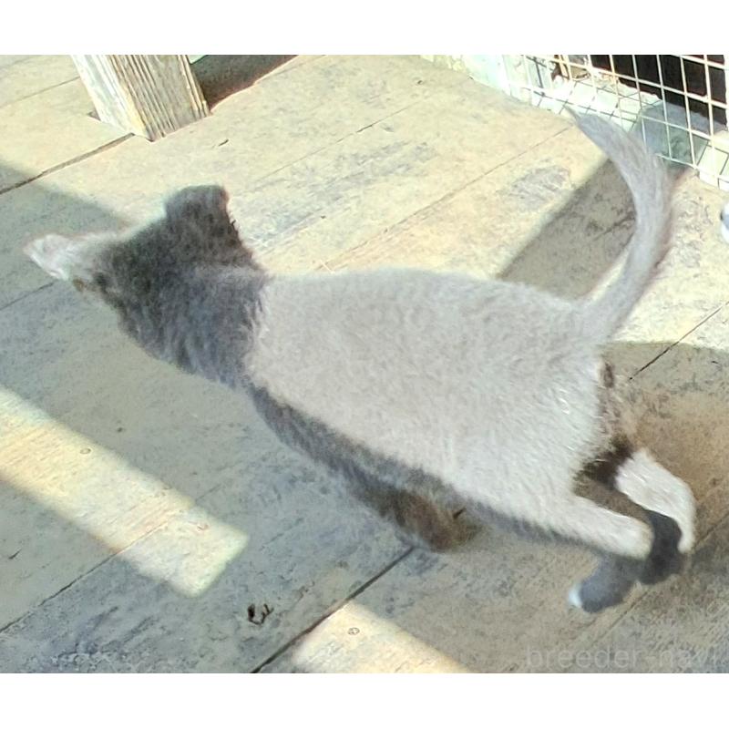 販売中の千葉県のミックス犬-445448の23枚目