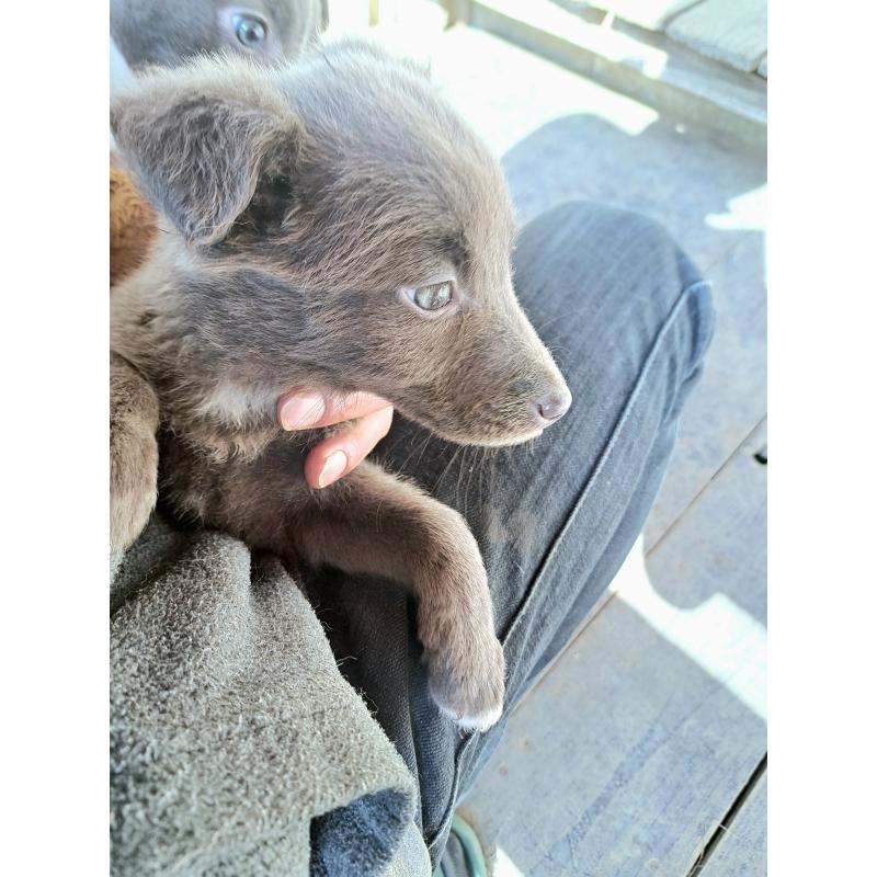 販売中の千葉県のミックス犬-445448の22枚目