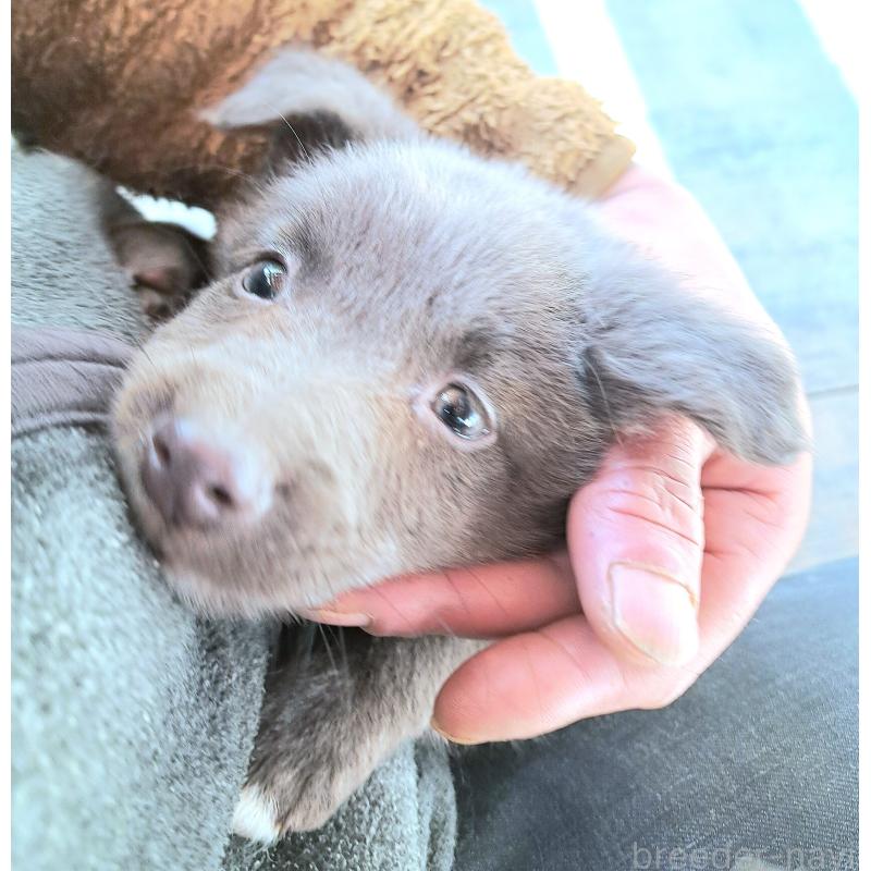 販売中の千葉県のミックス犬-445448の21枚目