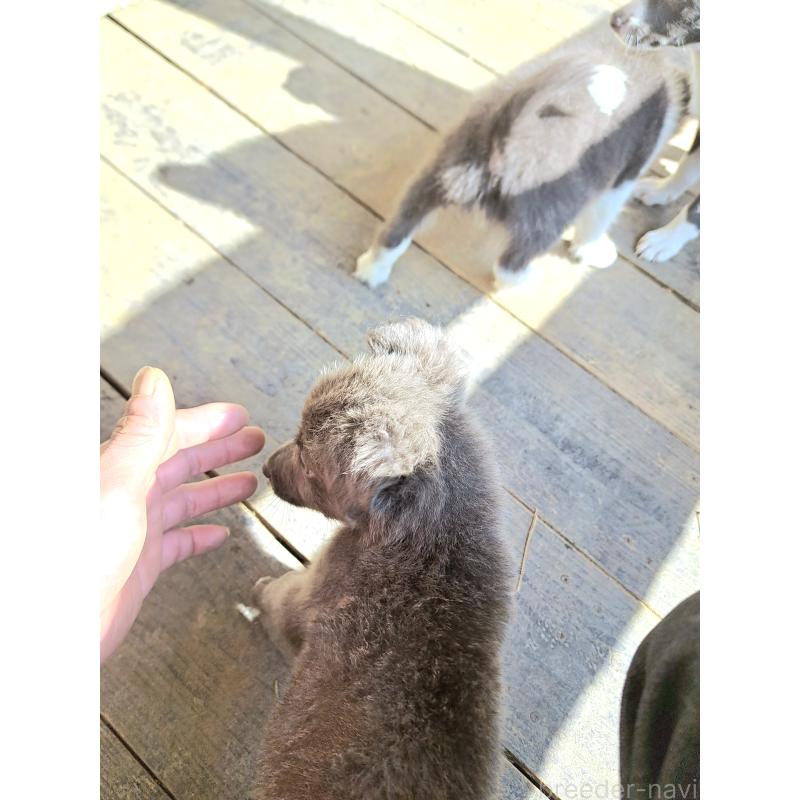 販売中の千葉県のミックス犬-445448の20枚目