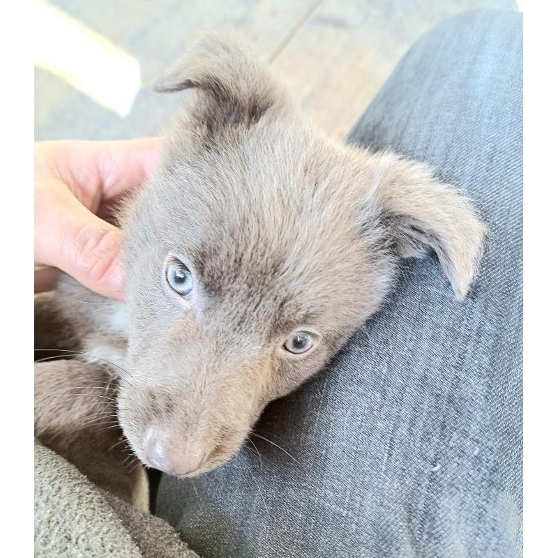 販売中の千葉県のミックス犬-445448の19枚目