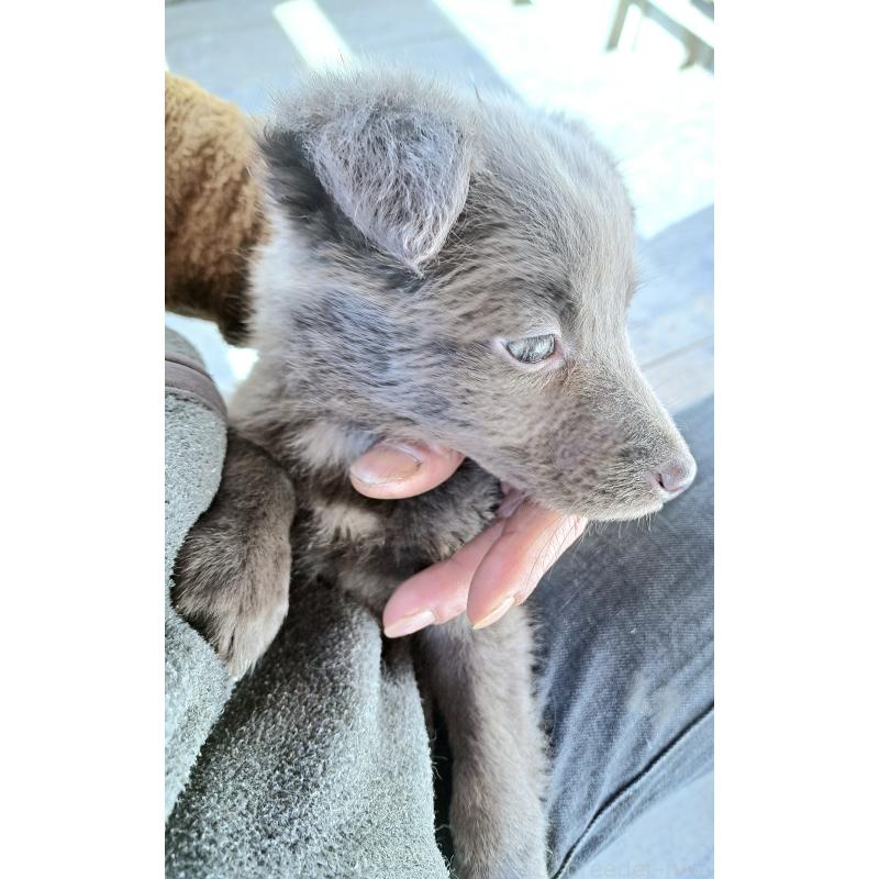 販売中の千葉県のミックス犬-445448の17枚目