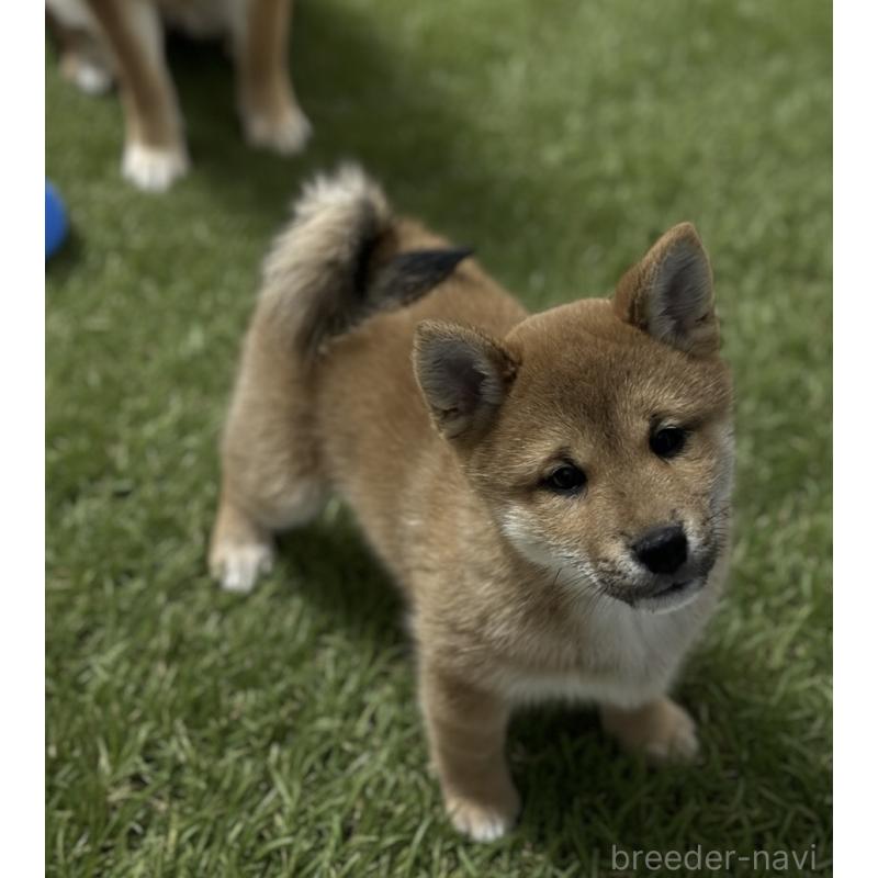 成約済の愛知県の柴犬-444222の2枚目