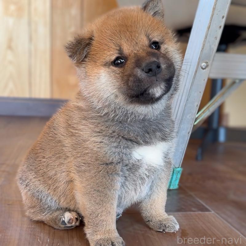 成約済の岐阜県の柴犬-441184の3枚目