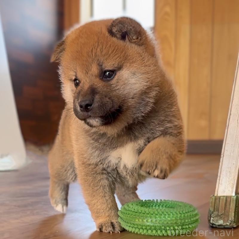 成約済の岐阜県の柴犬-441184の2枚目