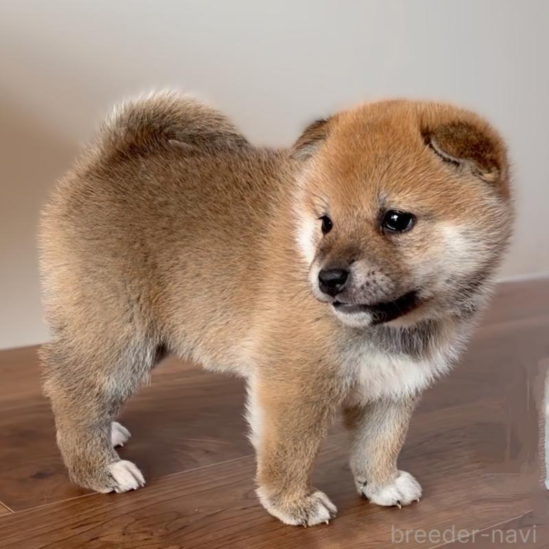 成約済の岐阜県の柴犬-441254の5枚目