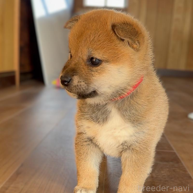 成約済の岐阜県の柴犬-441254の4枚目