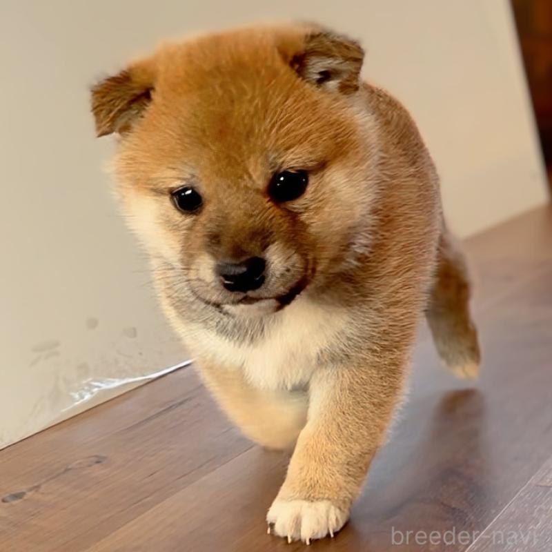 成約済の岐阜県の柴犬-441254の3枚目