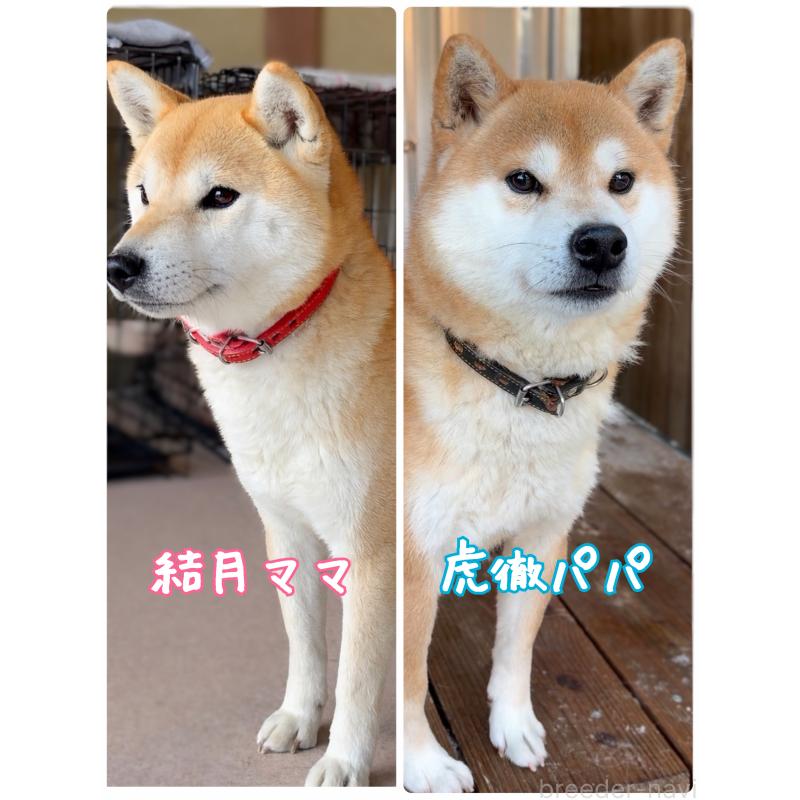 成約済の岐阜県の柴犬-441254の2枚目