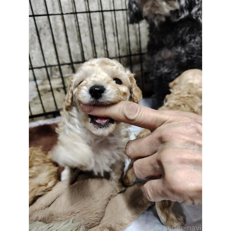 成約済の京都府のトイプードル-441005の2枚目