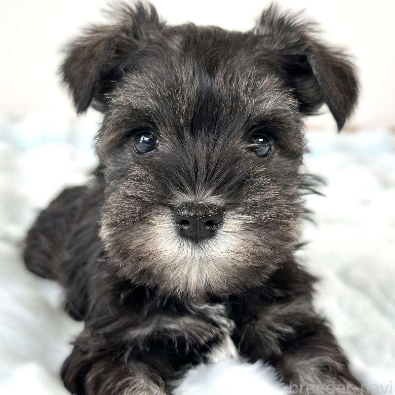 販売中の栃木県のミニチュアシュナウザー-442587の7枚目